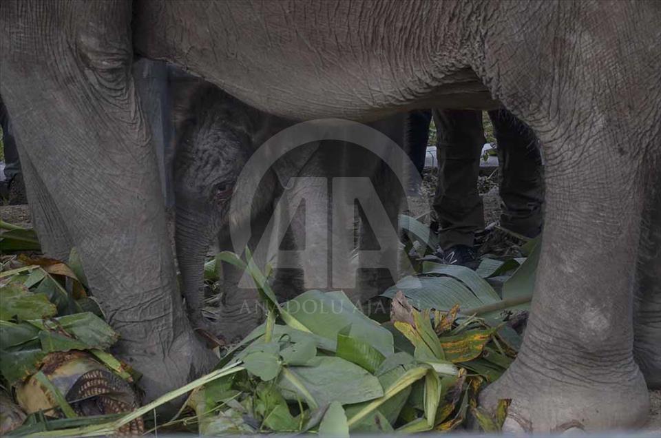 Nace elefante, en peligro de extinción, en Sumatra, Indonesia