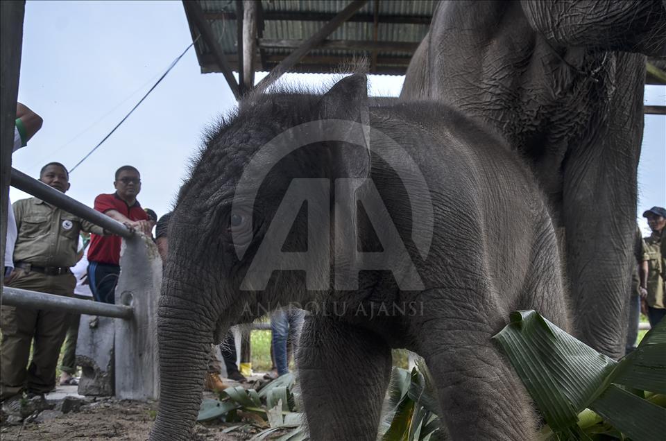 Endonezya'da nesli tükenmekte olan yeni doğan Sumatra fili