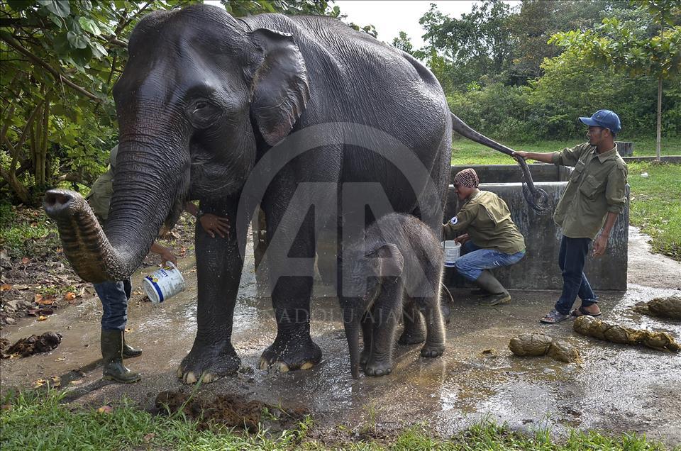 Endangered elephant and her new born baby in Indonesia