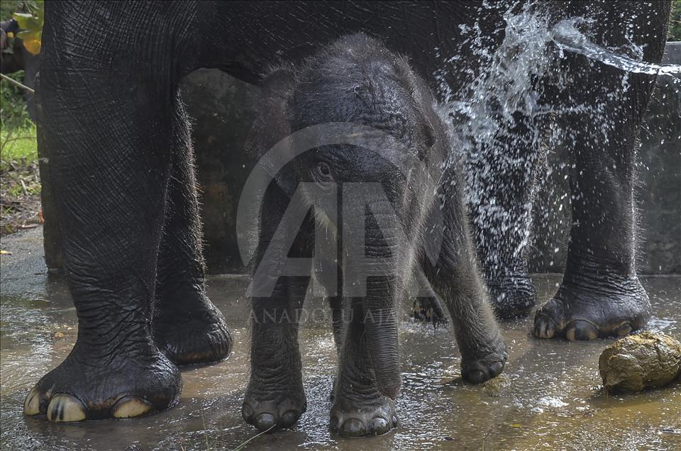 Endonezya'da nesli tükenmekte olan yeni doğan Sumatra fili