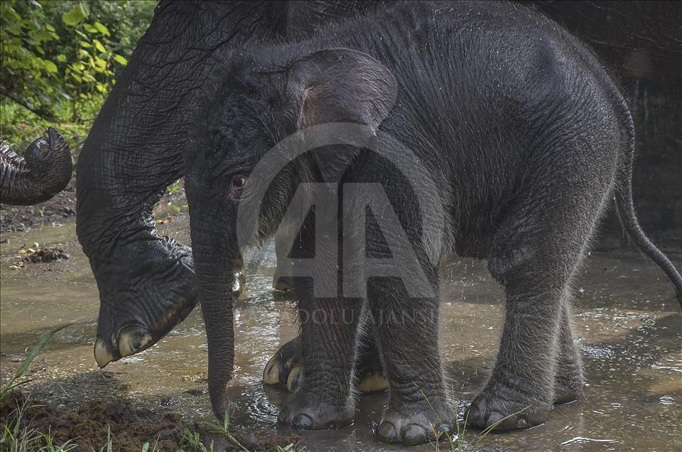 Endonezya'da nesli tükenmekte olan yeni doğan Sumatra fili