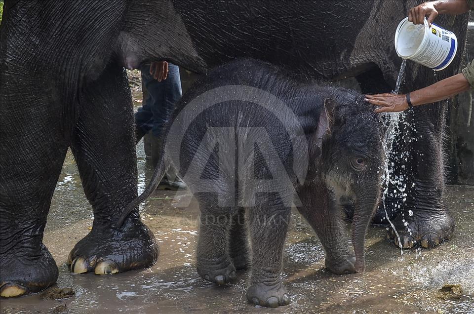 Endonezya'da nesli tükenmekte olan yeni doğan Sumatra fili