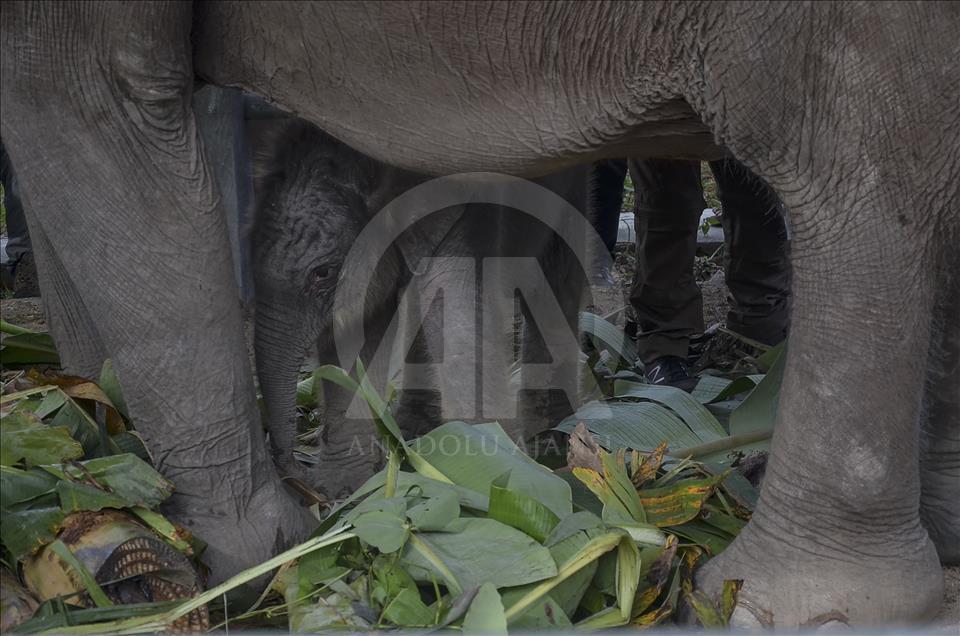 Endonezya'da nesli tükenmekte olan yeni doğan Sumatra fili