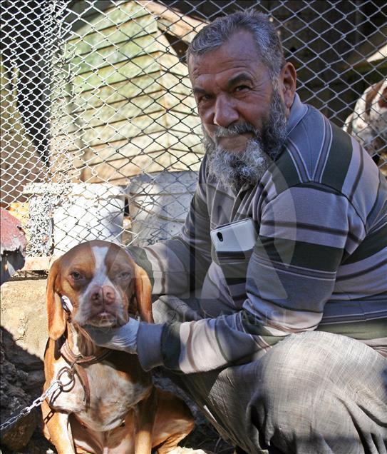 "Çatalburun" köpekleri saf ırk olma yolunda