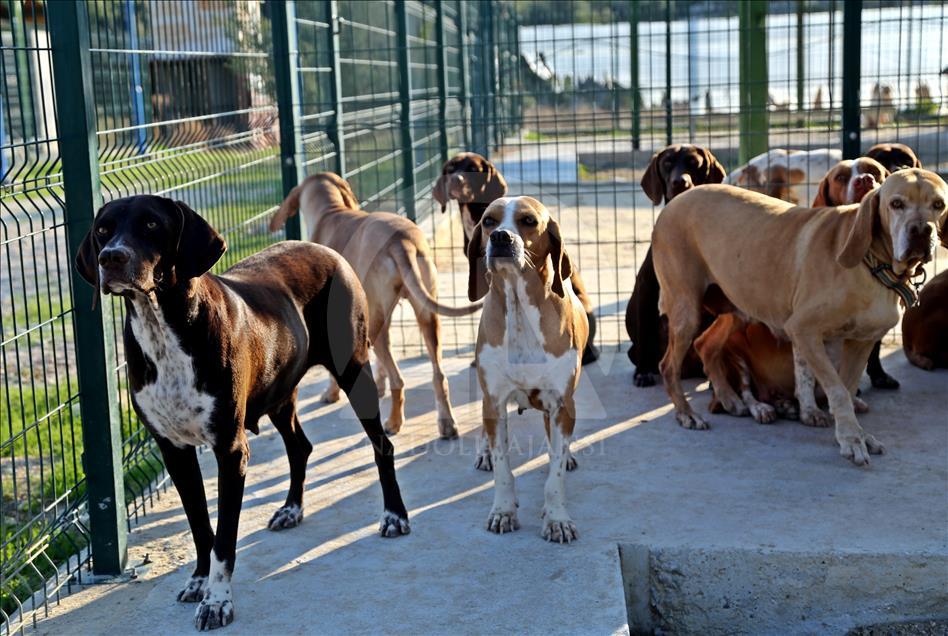 "Çatalburun" köpekleri saf ırk olma yolunda