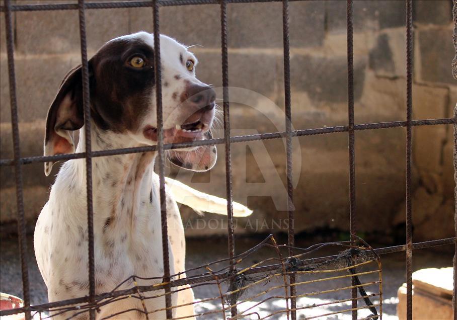 "Çatalburun" köpekleri saf ırk olma yolunda