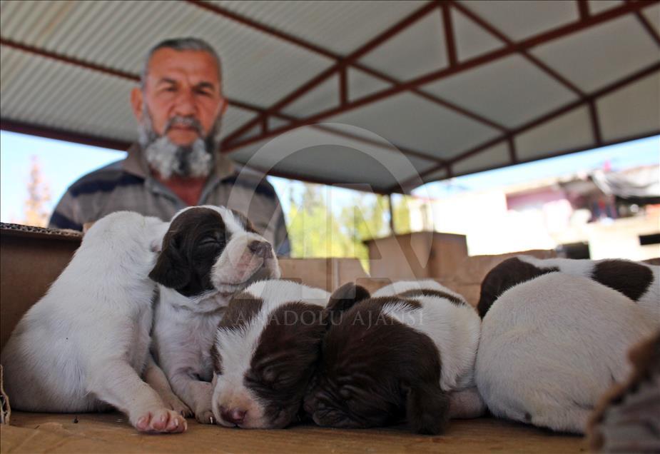 "Çatalburun" köpekleri saf ırk olma yolunda
