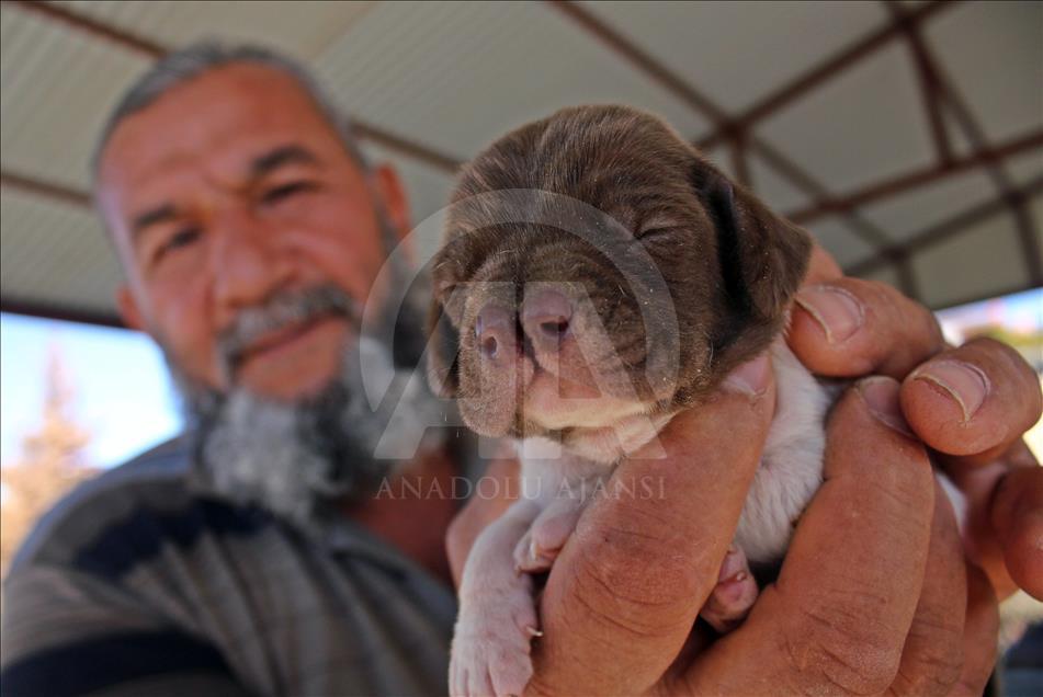 "Çatalburun" köpekleri saf ırk olma yolunda