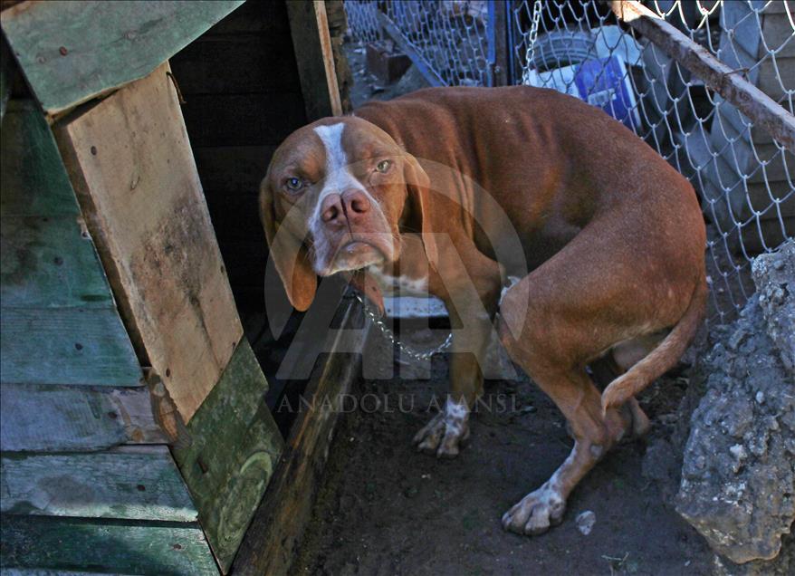 "Çatalburun" köpekleri saf ırk olma yolunda