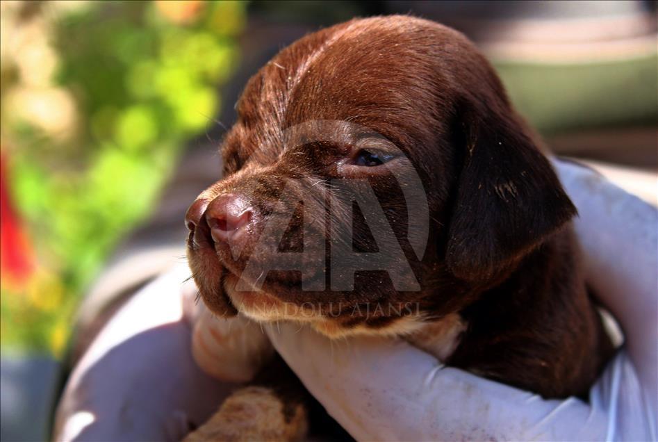 "Çatalburun" köpekleri saf ırk olma yolunda