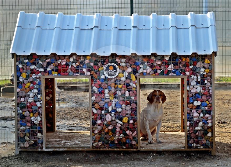 "Çatalburun" köpekleri saf ırk olma yolunda