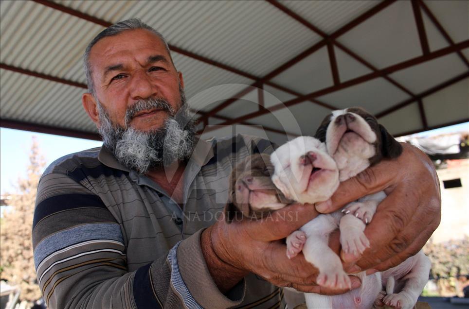 "Çatalburun" köpekleri saf ırk olma yolunda