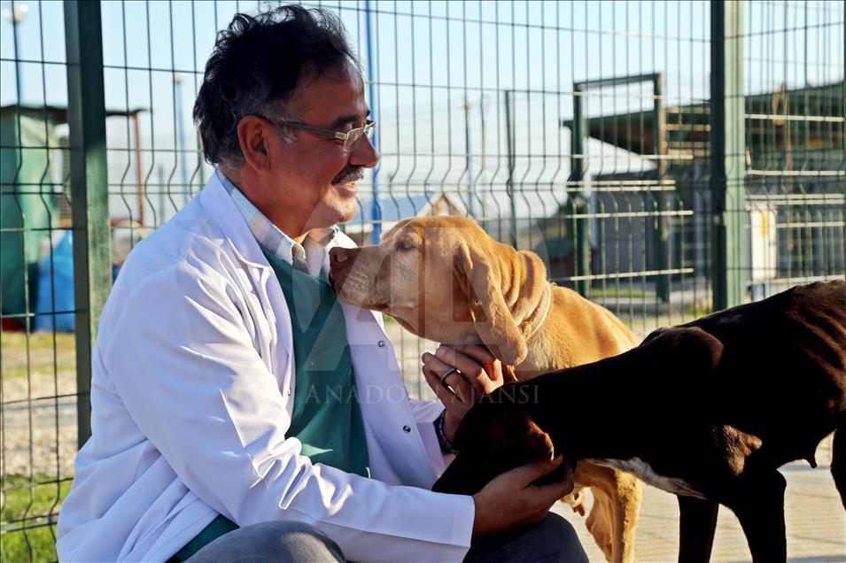"Çatalburun" köpekleri saf ırk olma yolunda