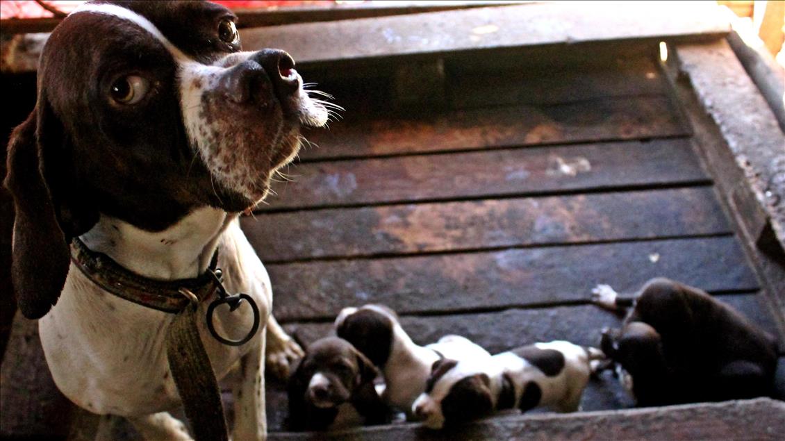 "Çatalburun" köpekleri saf ırk olma yolunda