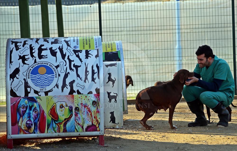 "Çatalburun" köpekleri saf ırk olma yolunda
