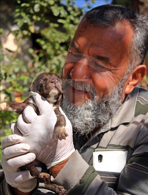 "Çatalburun" köpekleri saf ırk olma yolunda