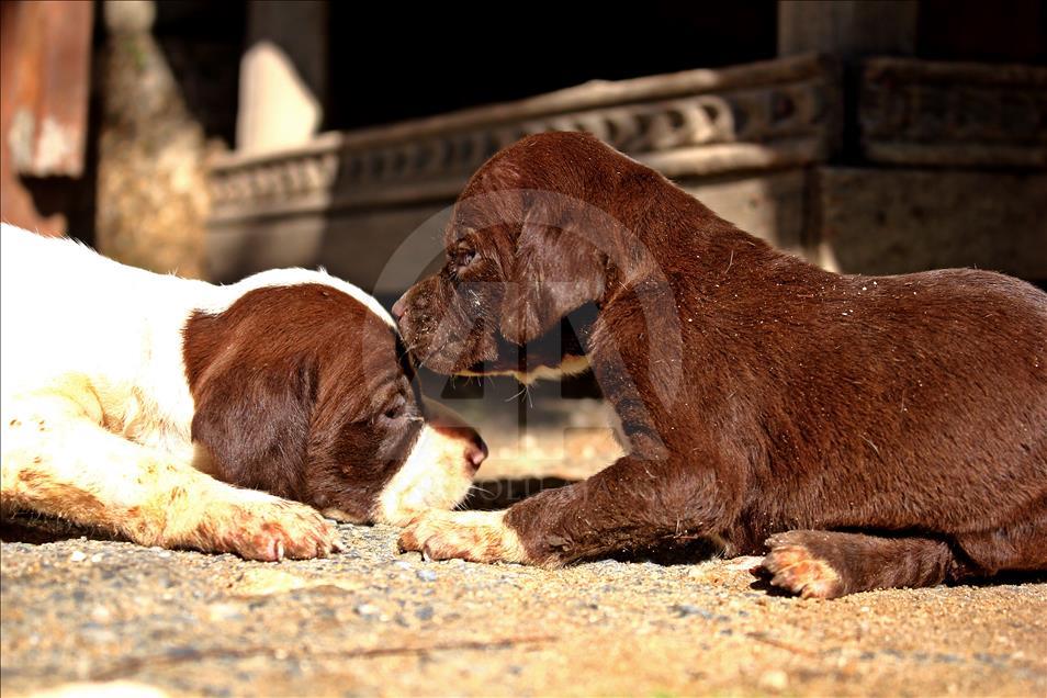 "Çatalburun" köpekleri saf ırk olma yolunda