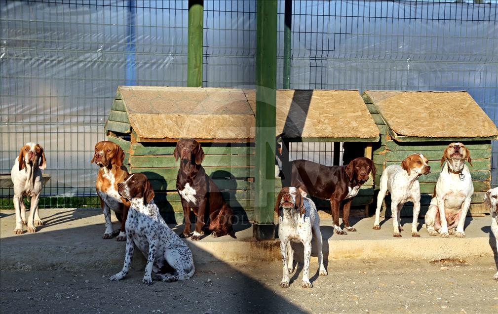 "Çatalburun" köpekleri saf ırk olma yolunda