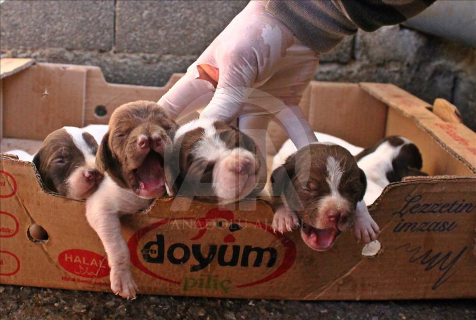 "Çatalburun" köpekleri saf ırk olma yolunda