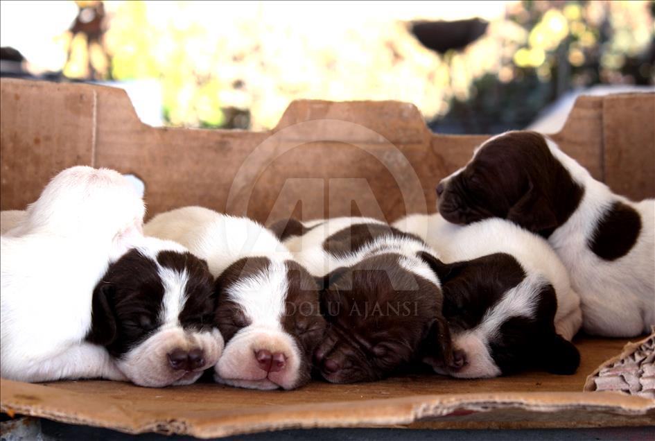 "Çatalburun" köpekleri saf ırk olma yolunda