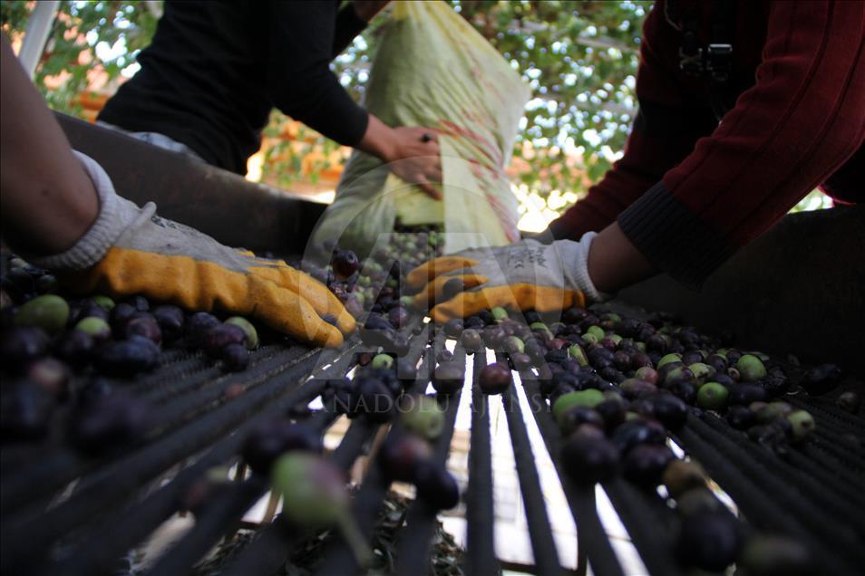  Turquie/Huile d'olive : Des méthodes traditionnelles pour une saveur unique 