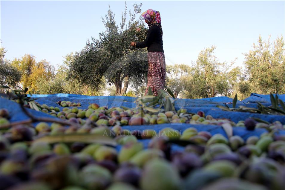  Turquie/Huile d'olive : Des méthodes traditionnelles pour une saveur unique 