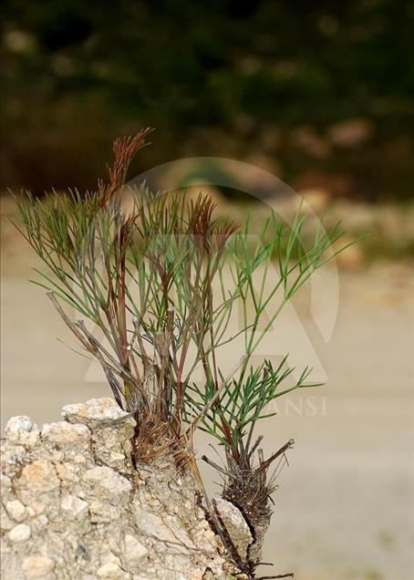 İzmir'de yeni bitki türü keşfedildi 