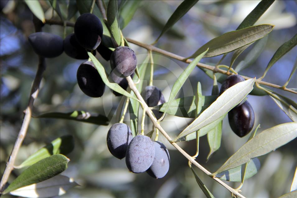  Turquie/Huile d'olive : Des méthodes traditionnelles pour une saveur unique 