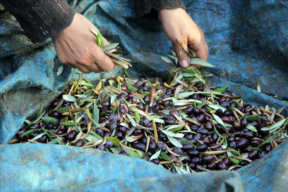  Turquie/Huile d'olive : Des méthodes traditionnelles pour une saveur unique 
