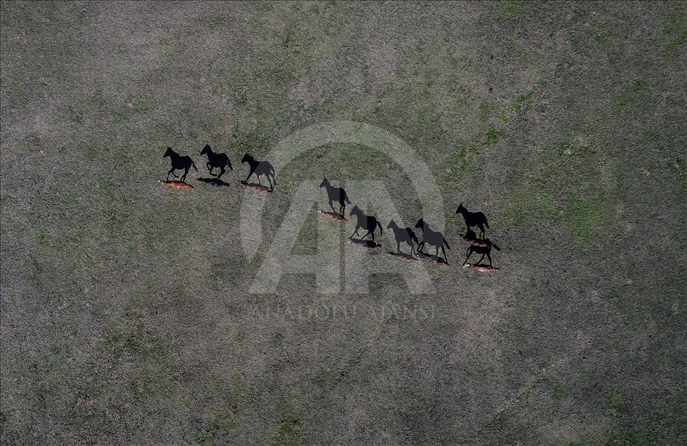 British and Arabian horse breeding in Turkey's Bursa