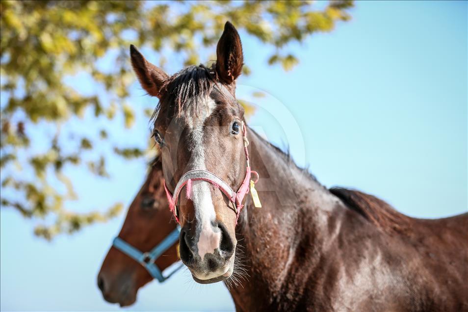 British and Arabian horse breeding in Turkey's Bursa