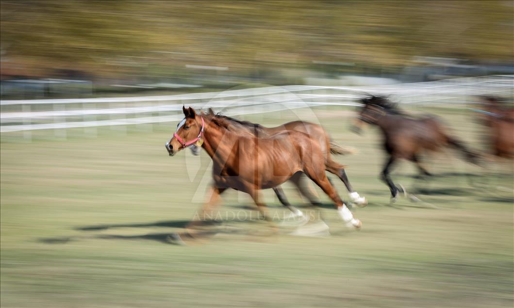 British and Arabian horse breeding in Turkey's Bursa