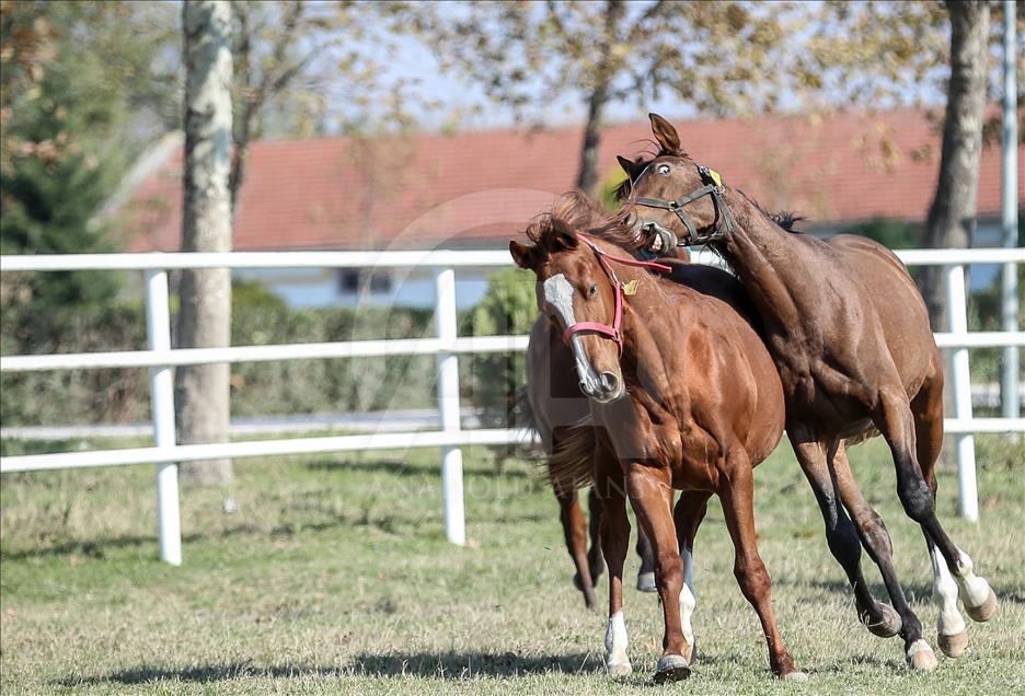 British and Arabian horse breeding in Turkey's Bursa