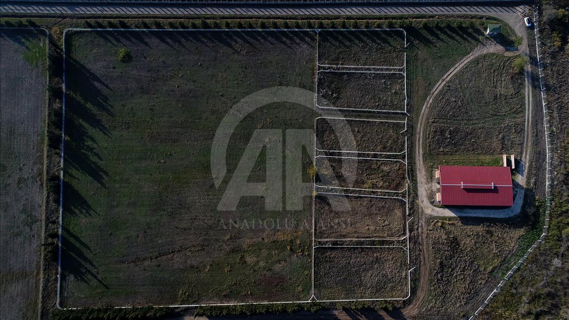 Arap ve İngiliz atlarını karayolu ayırıyor