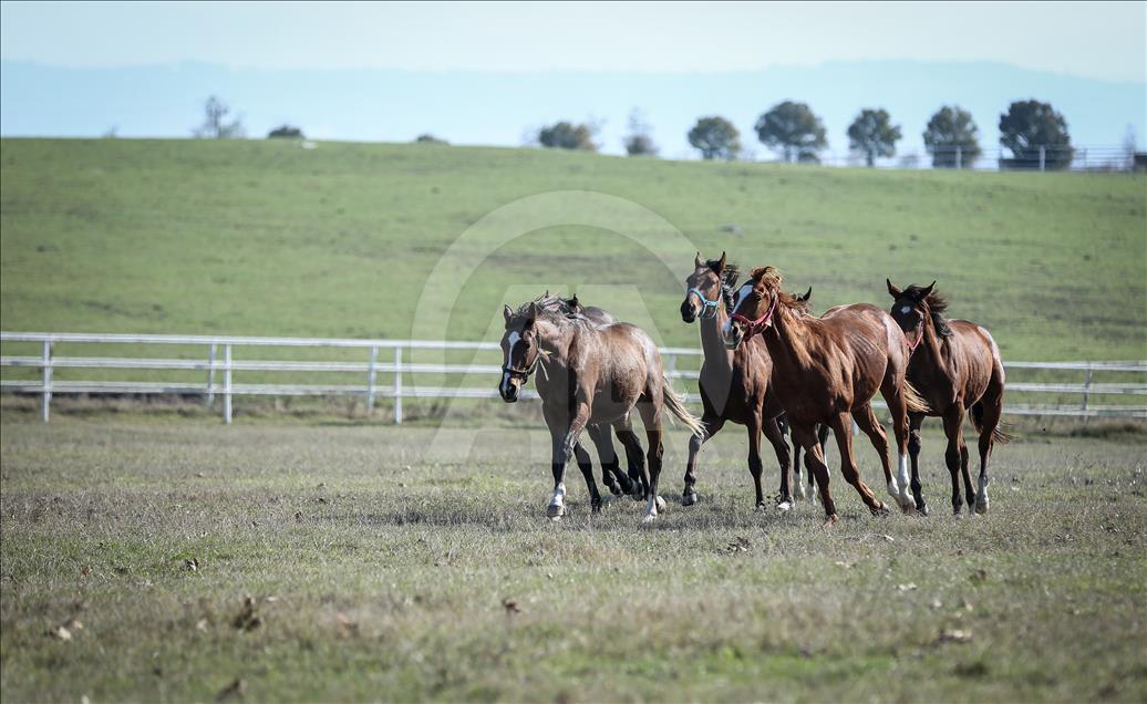 British and Arabian horse breeding in Turkey's Bursa