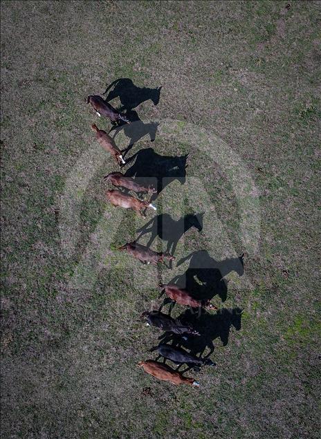 British and Arabian horse breeding in Turkey's Bursa
