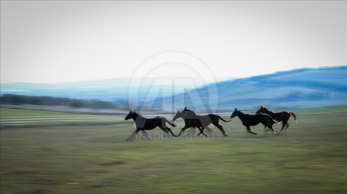 British and Arabian horse breeding in Turkey's Bursa
