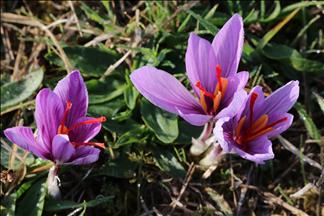 Santé: Magnifique, la fleur de safran, produite au Kosovo depuis l'ère ottomane