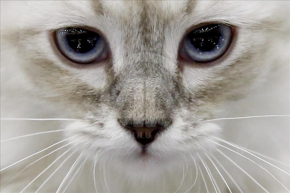 2017 Grand Prix Royal Canin international cat show held in Moscow