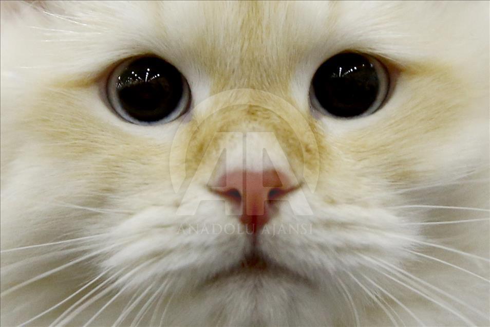 2017 Grand Prix Royal Canin international cat show held in Moscow