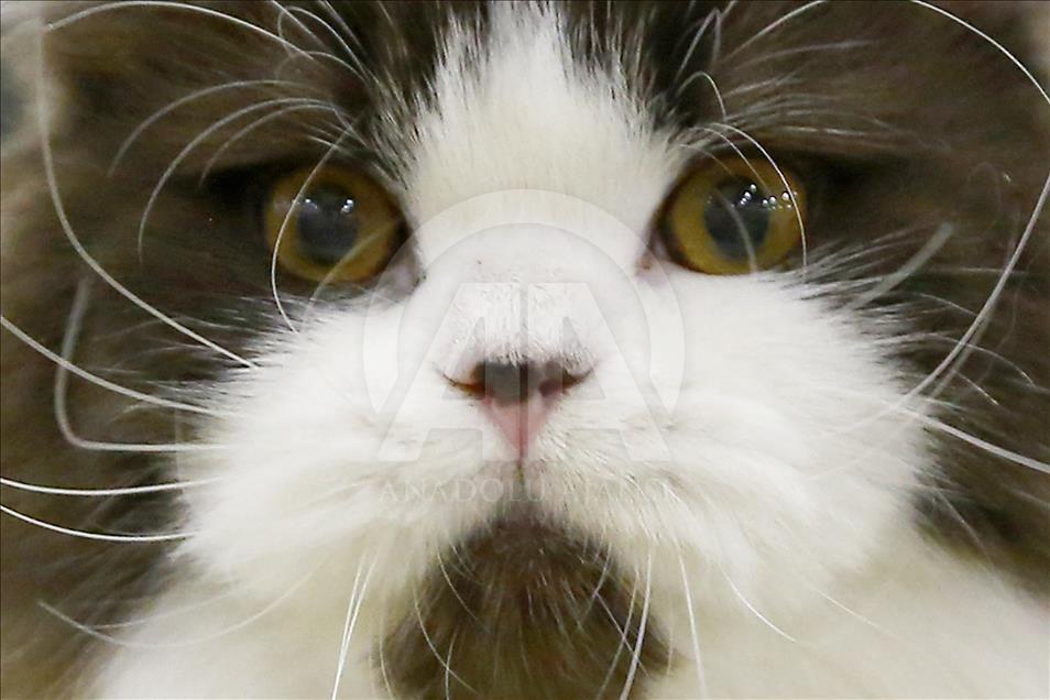 2017 Grand Prix Royal Canin international cat show held in Moscow