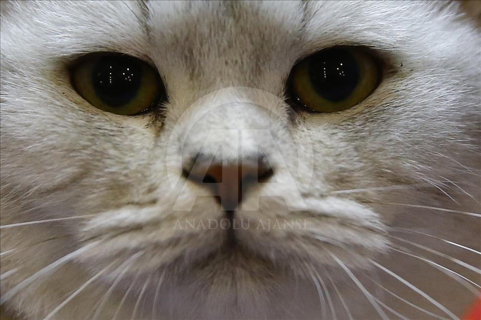 2017 Grand Prix Royal Canin international cat show held in Moscow