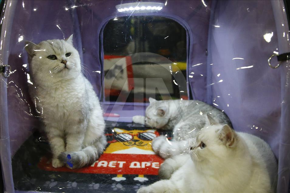 2017 Grand Prix Royal Canin international cat show held in Moscow