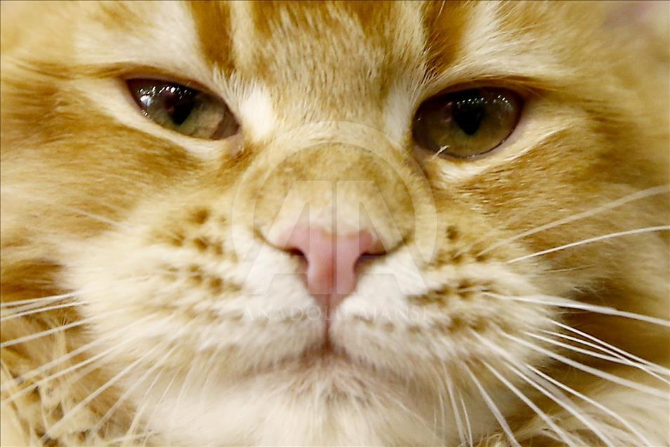 2017 Grand Prix Royal Canin international cat show held in Moscow