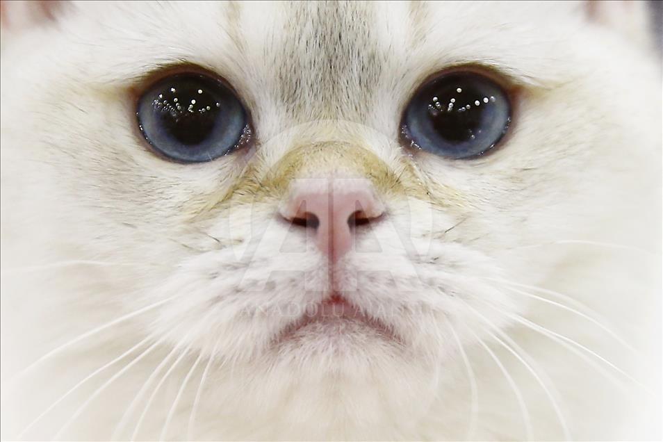 2017 Grand Prix Royal Canin international cat show held in Moscow