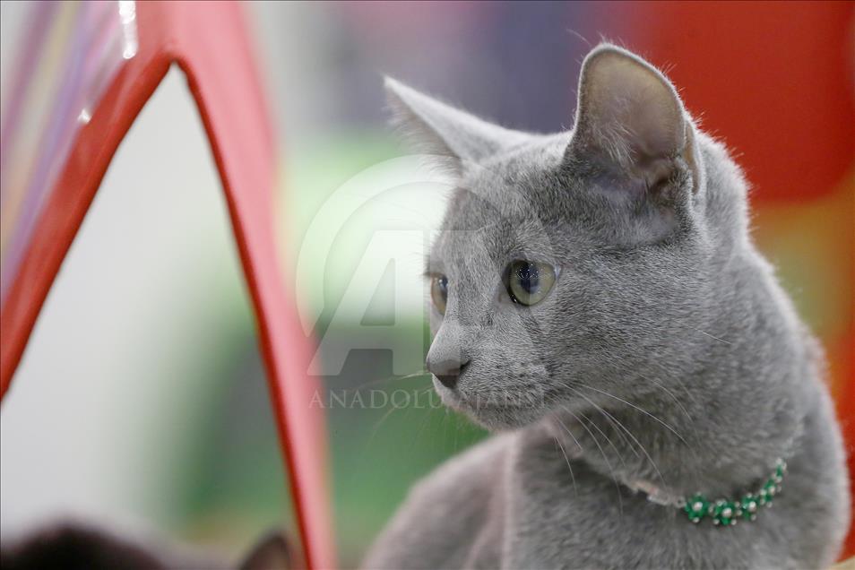 2017 Grand Prix Royal Canin international cat show held in Moscow