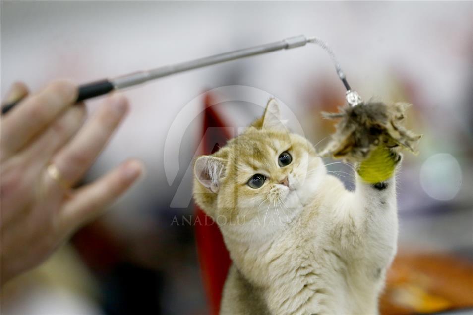 2017 Grand Prix Royal Canin international cat show held in Moscow
