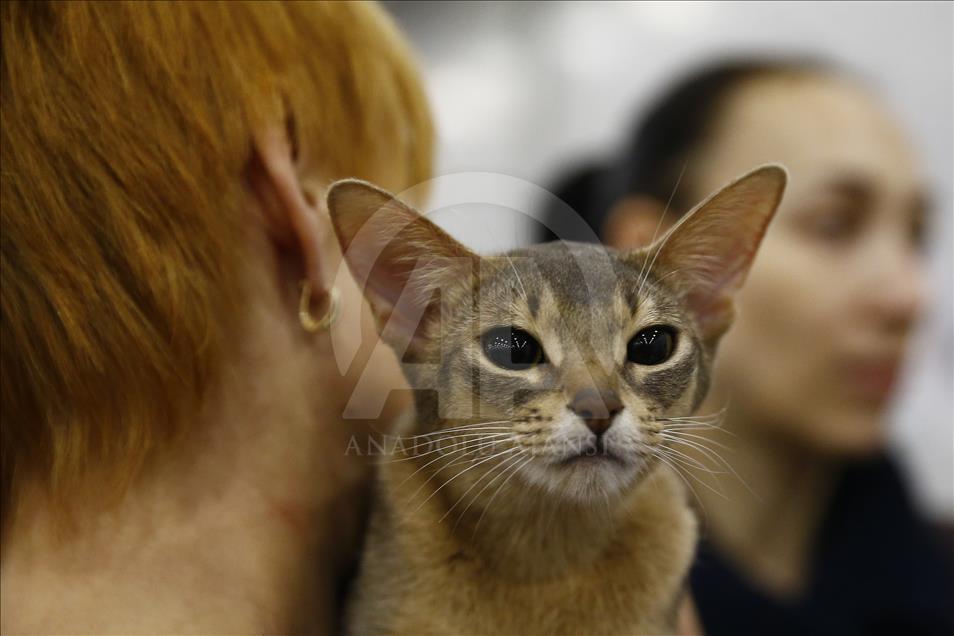 2017 Grand Prix Royal Canin international cat show held in Moscow
