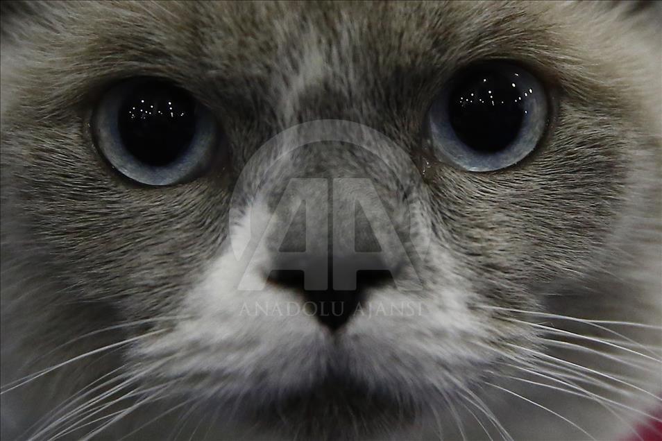 2017 Grand Prix Royal Canin international cat show held in Moscow