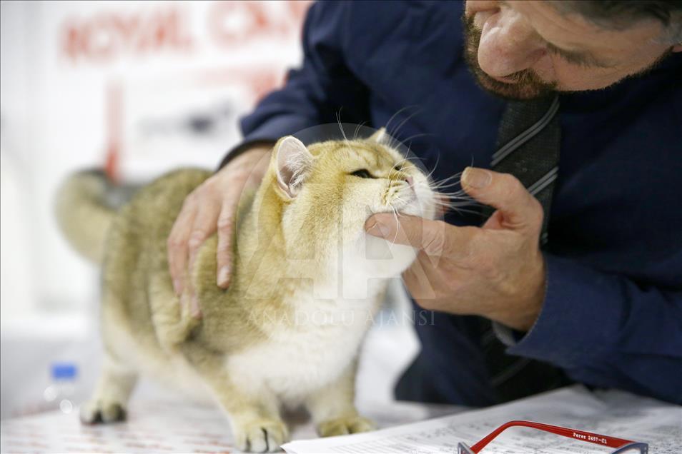 2017 Grand Prix Royal Canin international cat show held in Moscow
